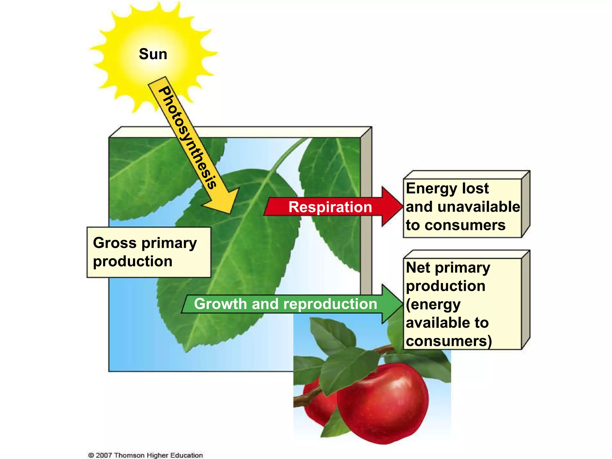 Photosynthesis Sun Net primary production (energy available to consumers) Growth and reproduction Respiration Energy lost  and unavailable to consumers Gross primary production 