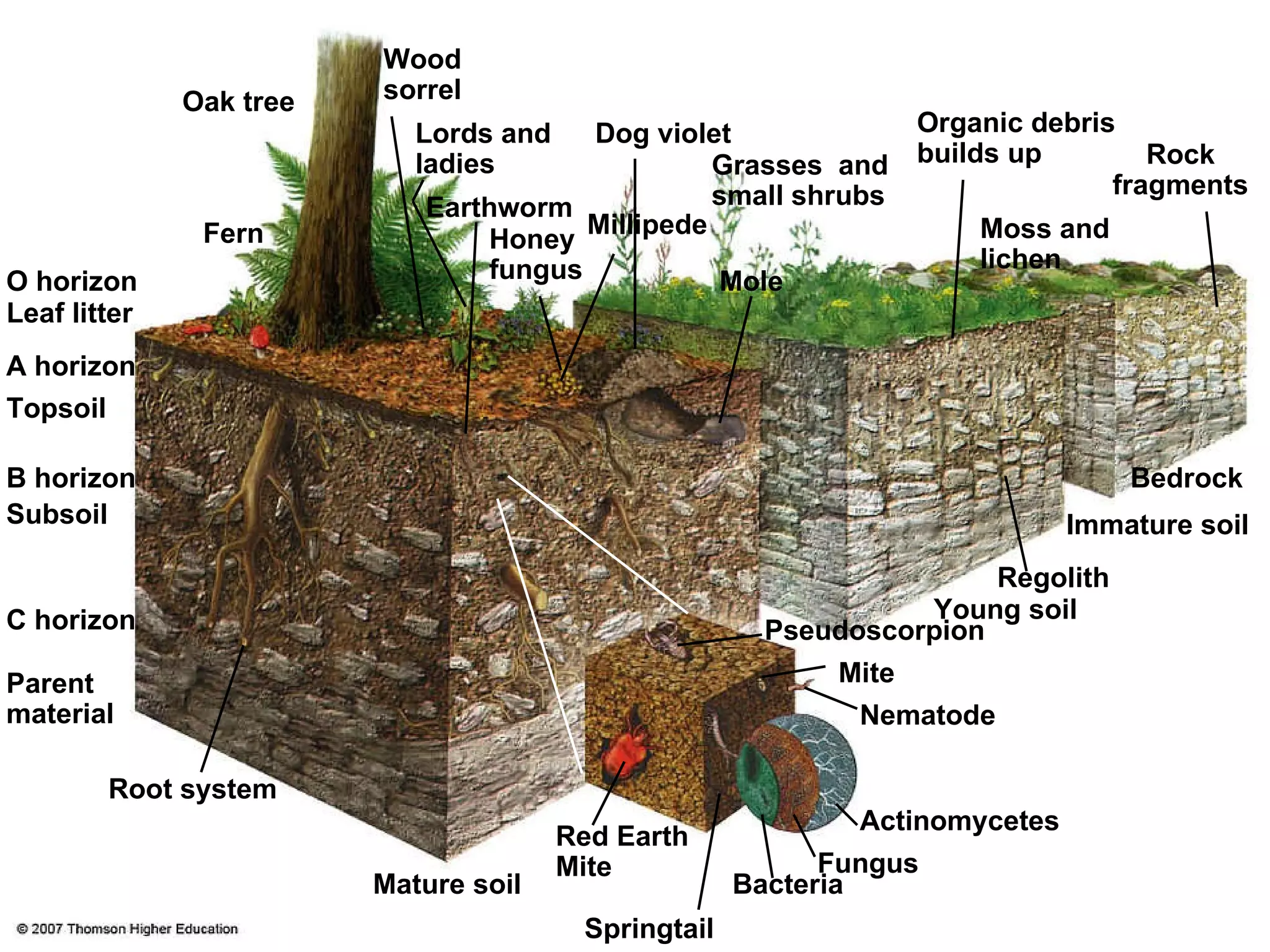 Fern Mature soil Honey  fungus Root system Oak tree Bacteria Lords and  ladies Fungus Actinomycetes Nematode Pseudoscorpion Mite Regolith Young soil Immature soil Bedrock Rock fragments Moss and  lichen Organic debris builds up Grasses  and  small shrubs Mole  Dog violet Wood sorrel Earthworm Millipede O horizon Leaf litter A horizon Topsoil B horizon Subsoil C horizon Parent  material Springtail Red Earth  Mite 