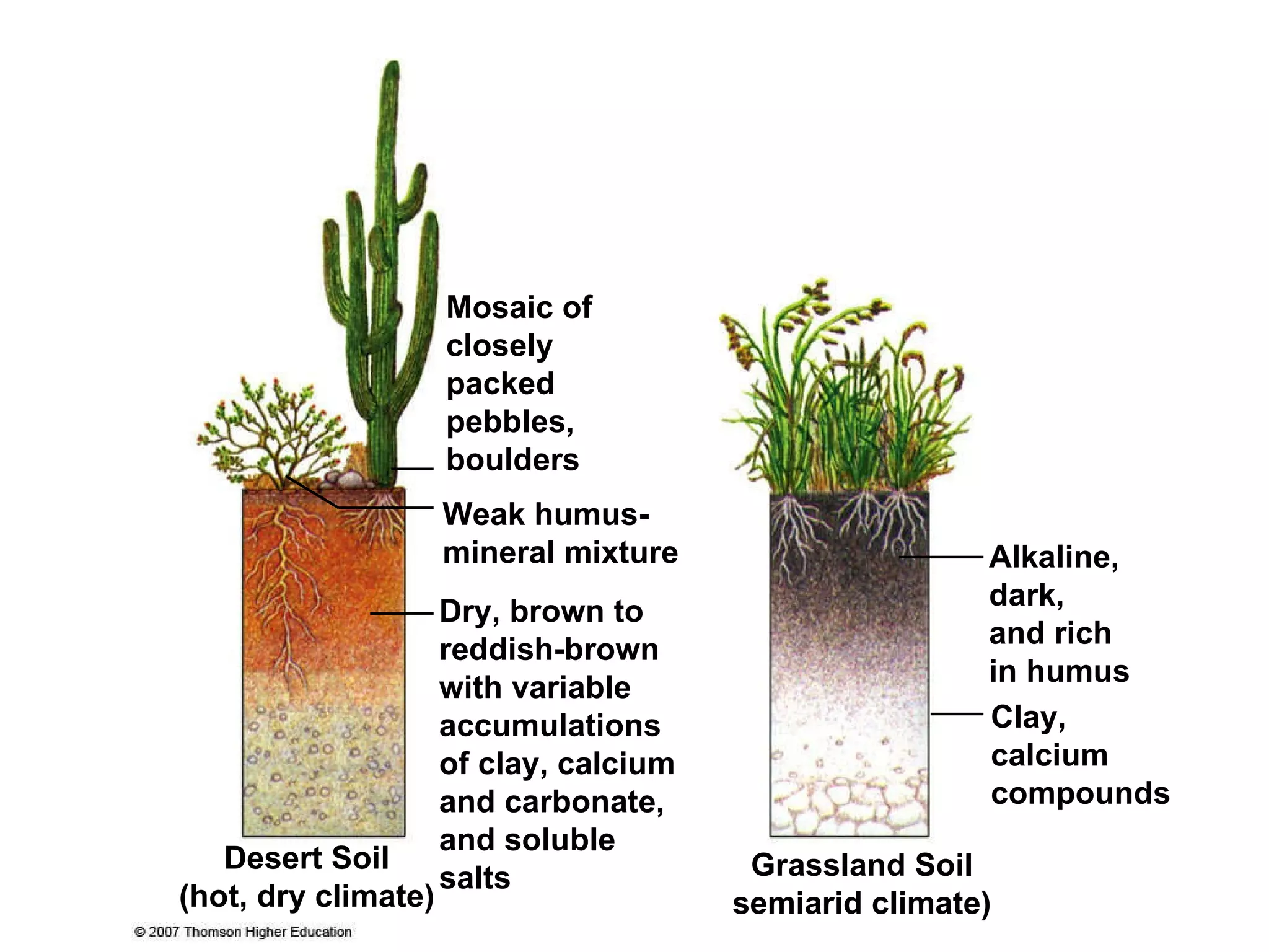 Mosaic of closely packed pebbles, boulders Weak humus-mineral mixture Dry, brown to reddish-brown with variable accumulations of clay, calcium and carbonate, and soluble salts Alkaline,  dark,  and rich  in humus Clay, calcium compounds Desert Soil (hot, dry climate) Grassland Soil semiarid climate) 