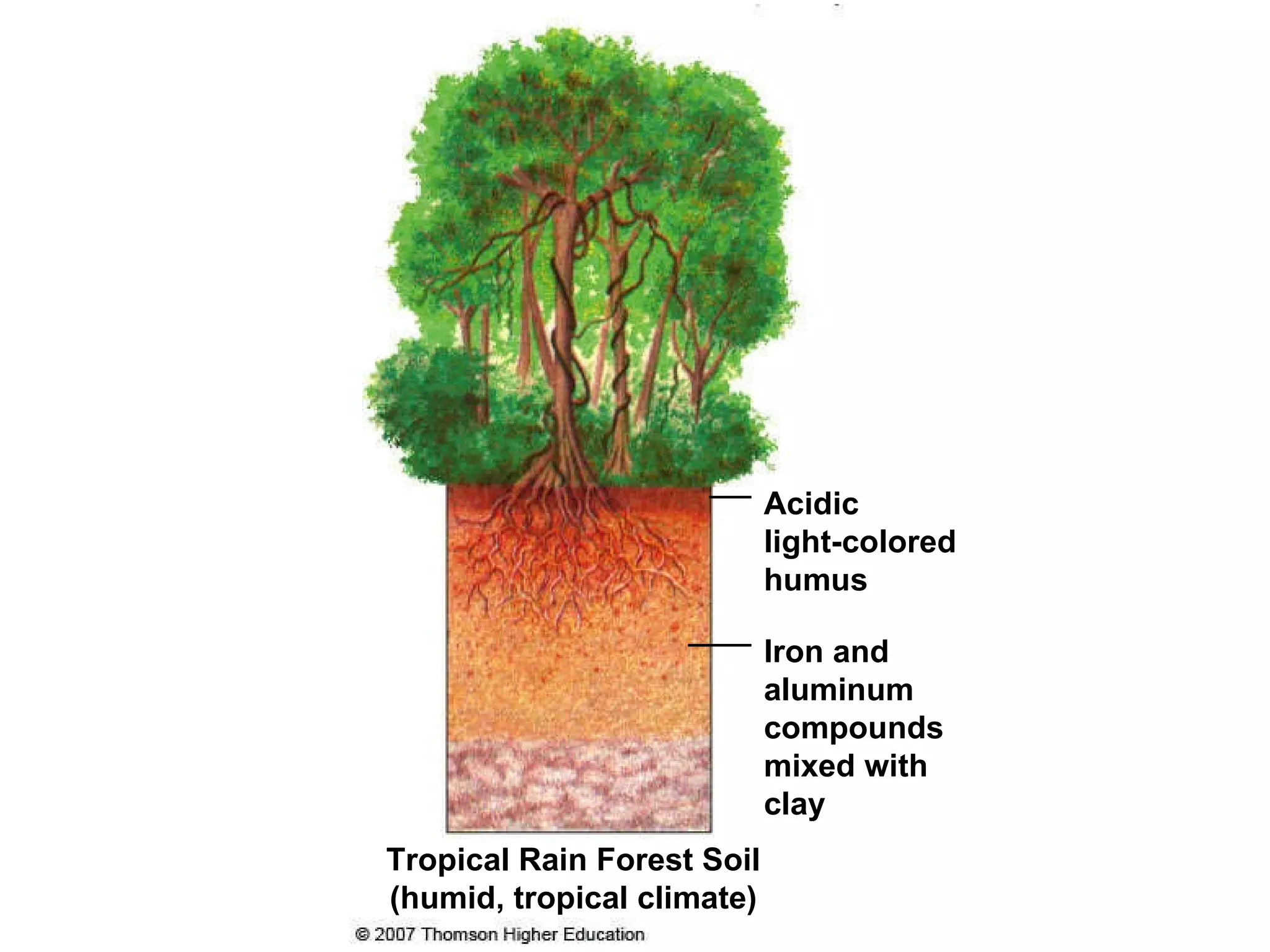 Tropical Rain Forest Soil (humid, tropical climate) Acidic  light-colored humus Iron and aluminum compounds mixed with clay 
