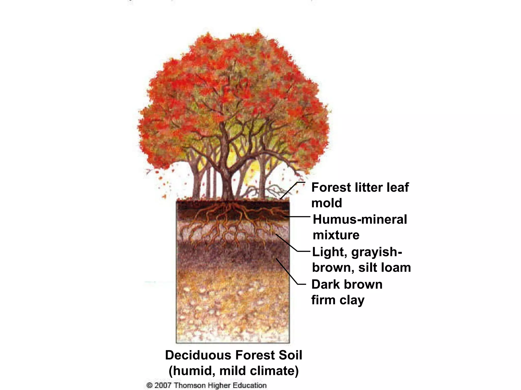 Deciduous Forest Soil (humid, mild climate) Forest litter leaf mold Humus-mineral mixture Light, grayish-brown, silt loam Dark brown firm clay 