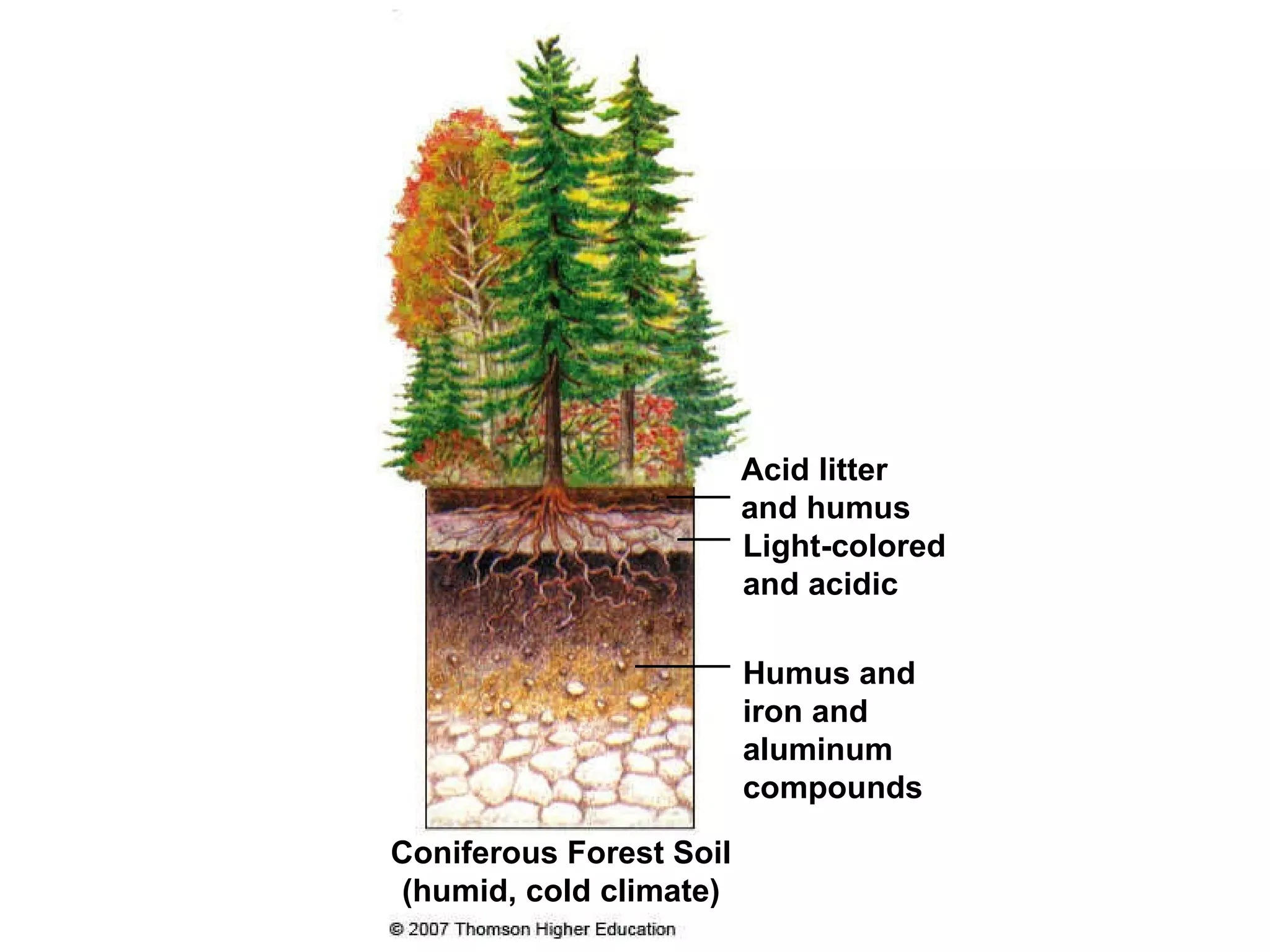 Coniferous Forest Soil (humid, cold climate) Light-colored and acidic Acid litter and humus Humus and iron and aluminum compounds 