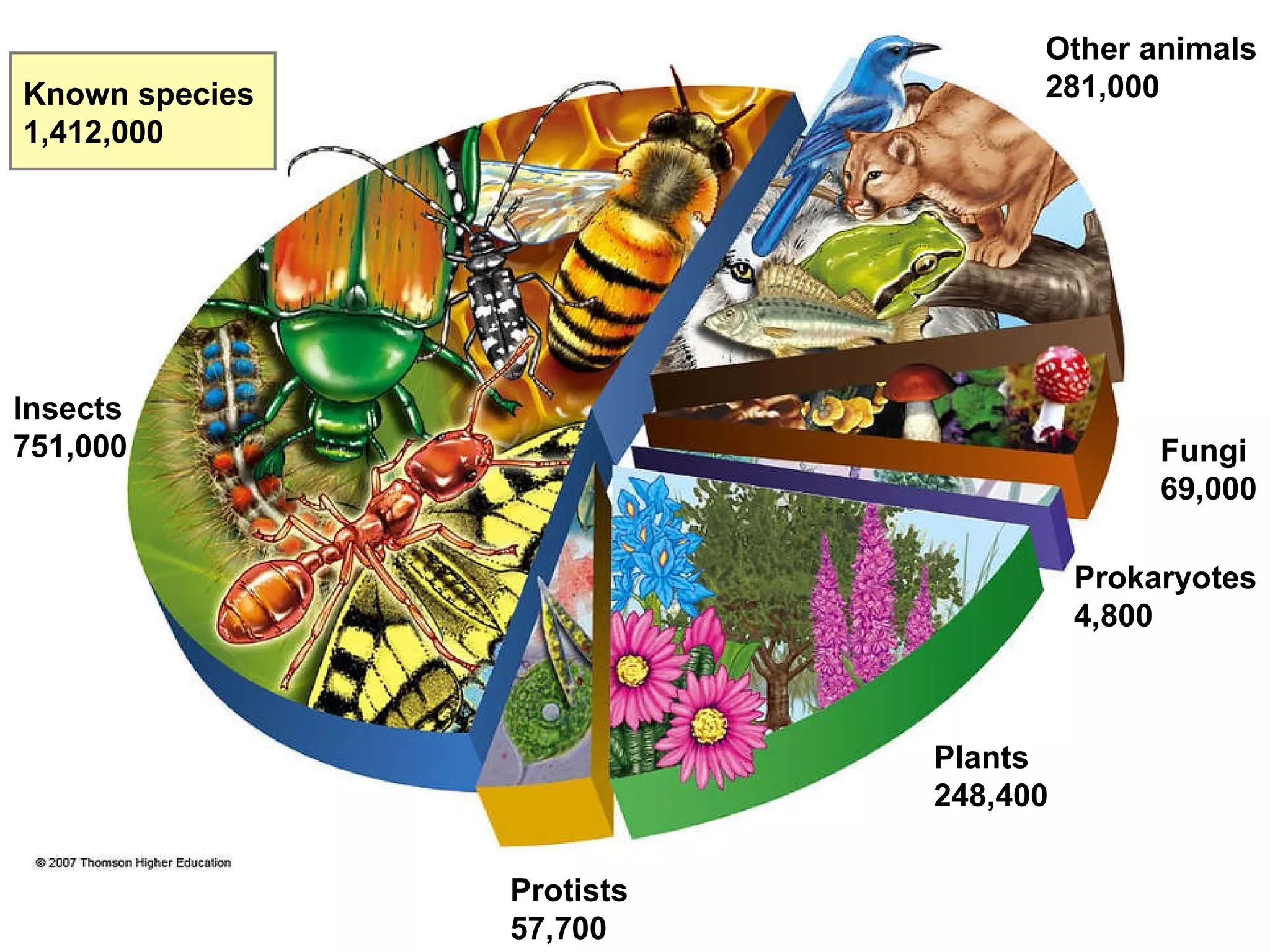 Insects 751,000 Other animals 281,000 Fungi 69,000 Prokaryotes 4,800 Plants 248,400 Protists 57,700 Known species 1,412,000 