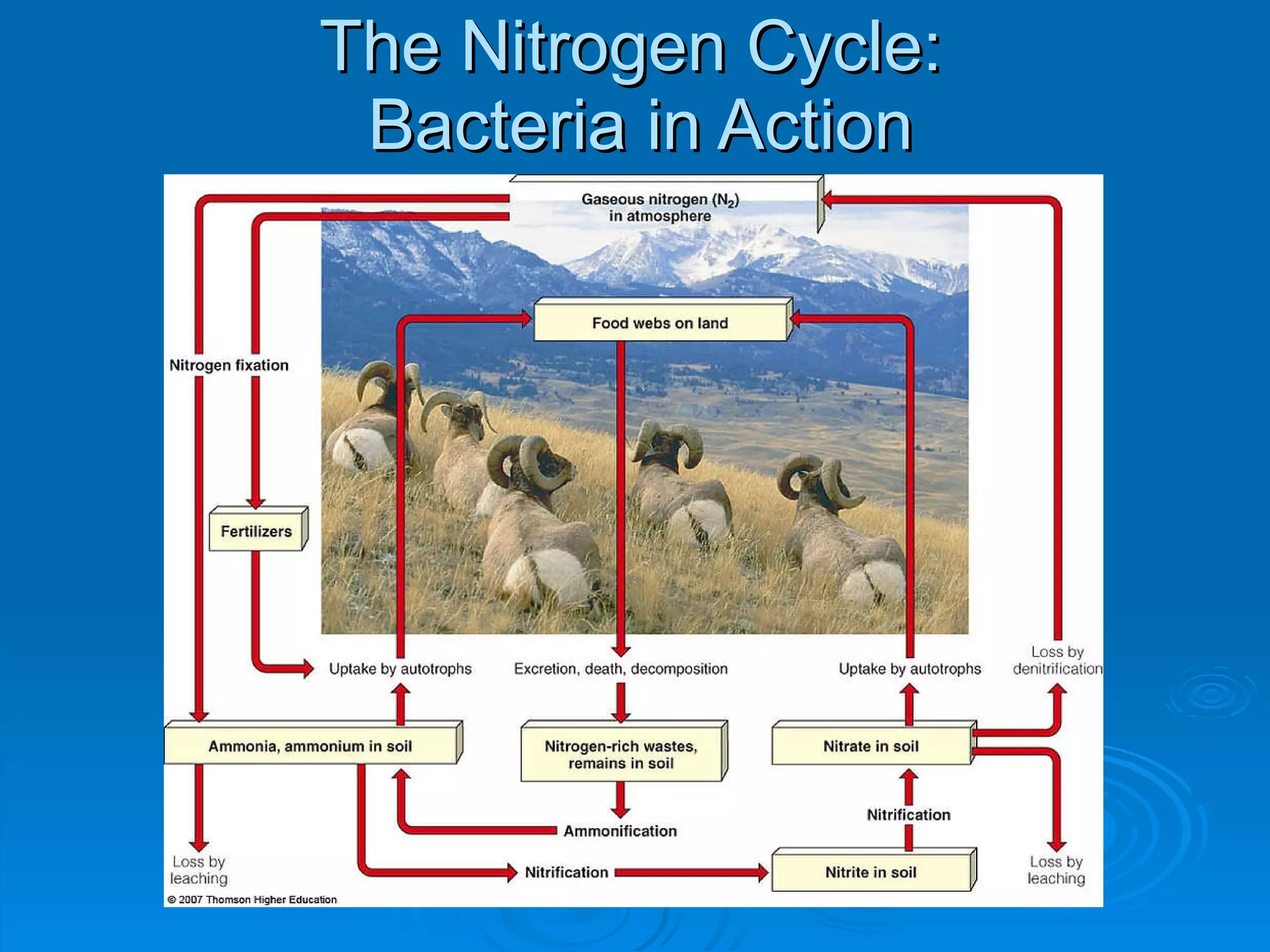 The Nitrogen Cycle:  Bacteria in Action 