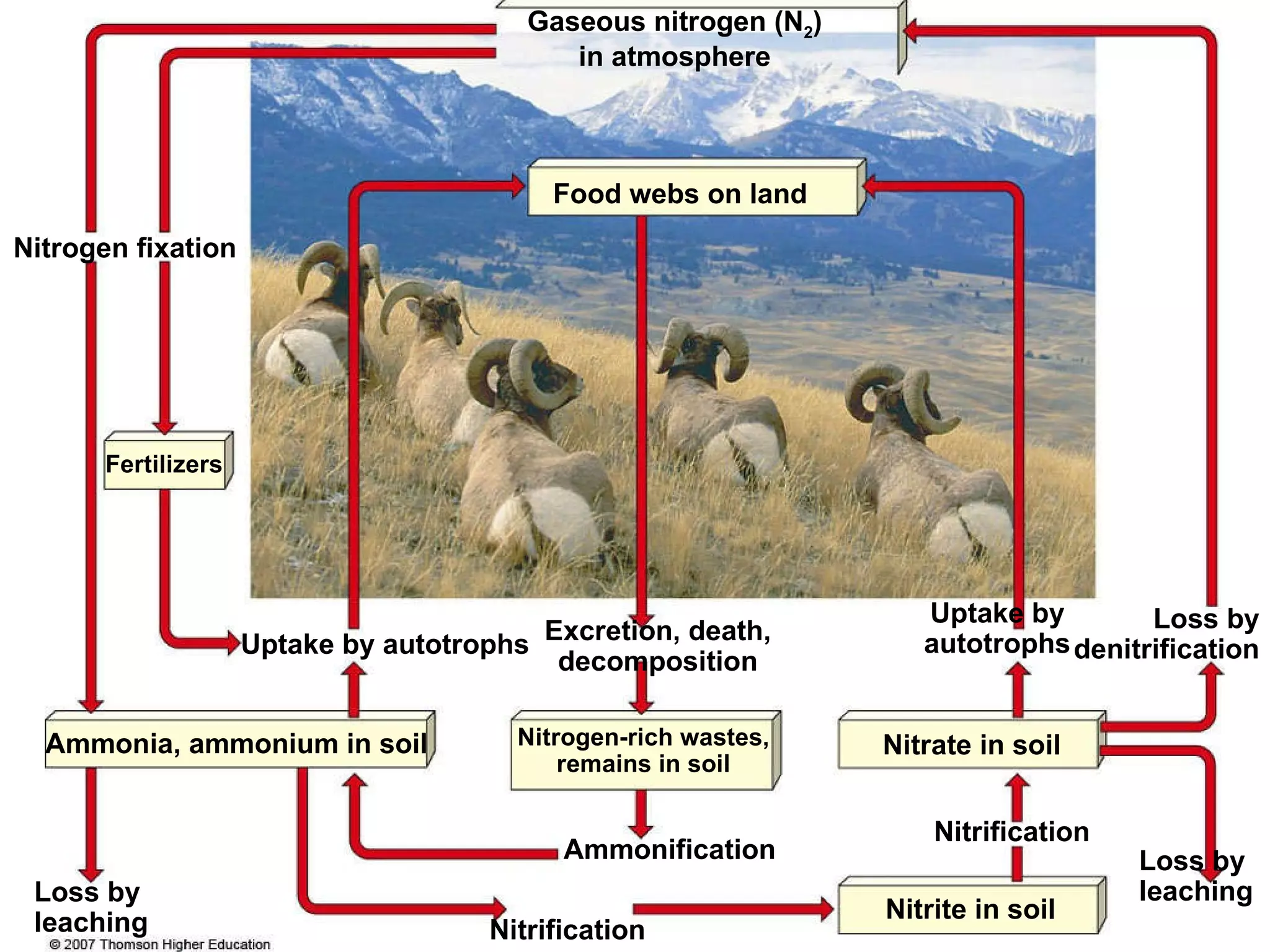 Gaseous nitrogen (N 2 ) in atmosphere Ammonia, ammonium in soil Nitrogen-rich wastes, remains in soil Nitrate in soil Loss by leaching Loss by leaching Nitrite in soil Nitrification Nitrification Ammonification Uptake by autotrophs Uptake by autotrophs Excretion, death, decomposition Loss by denitrification Food webs on land Fertilizers Nitrogen fixation 