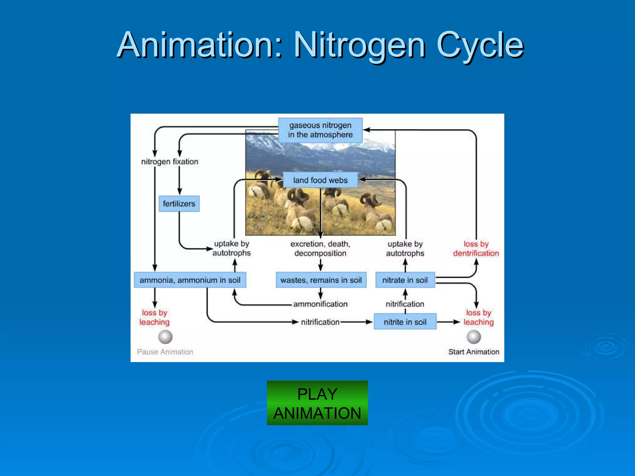 Animation: Nitrogen Cycle PLAY ANIMATION 