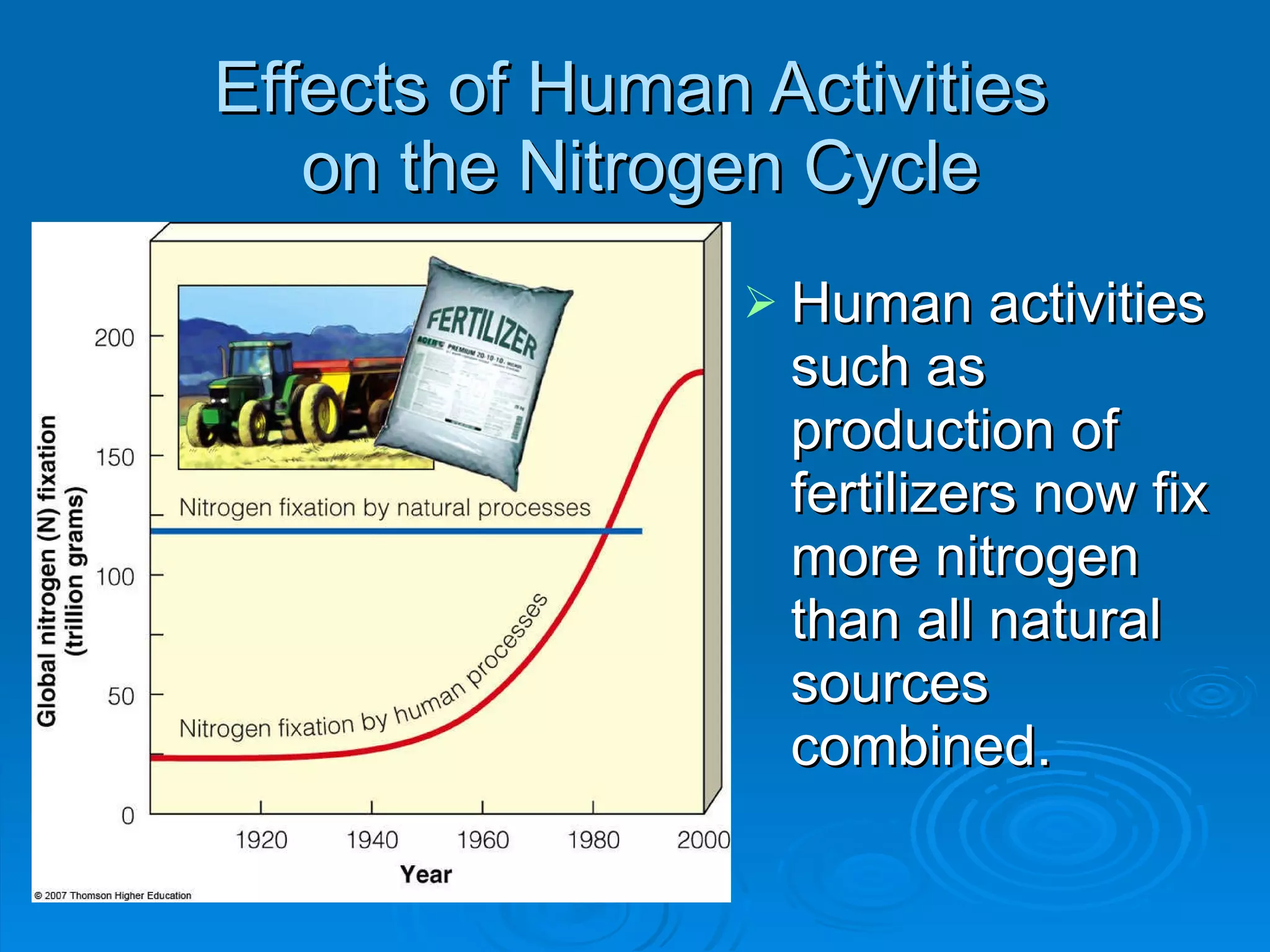 Effects of Human Activities  on the Nitrogen Cycle Human activities such as production of fertilizers now fix more nitrogen than all natural sources combined. 