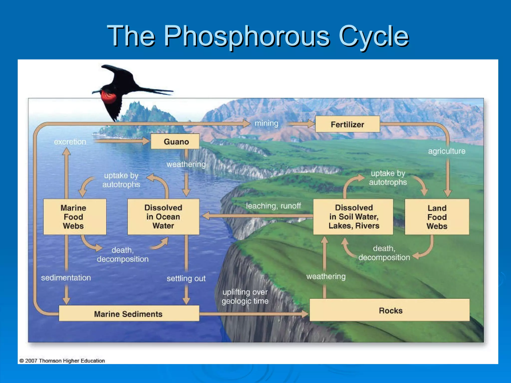 The Phosphorous Cycle 