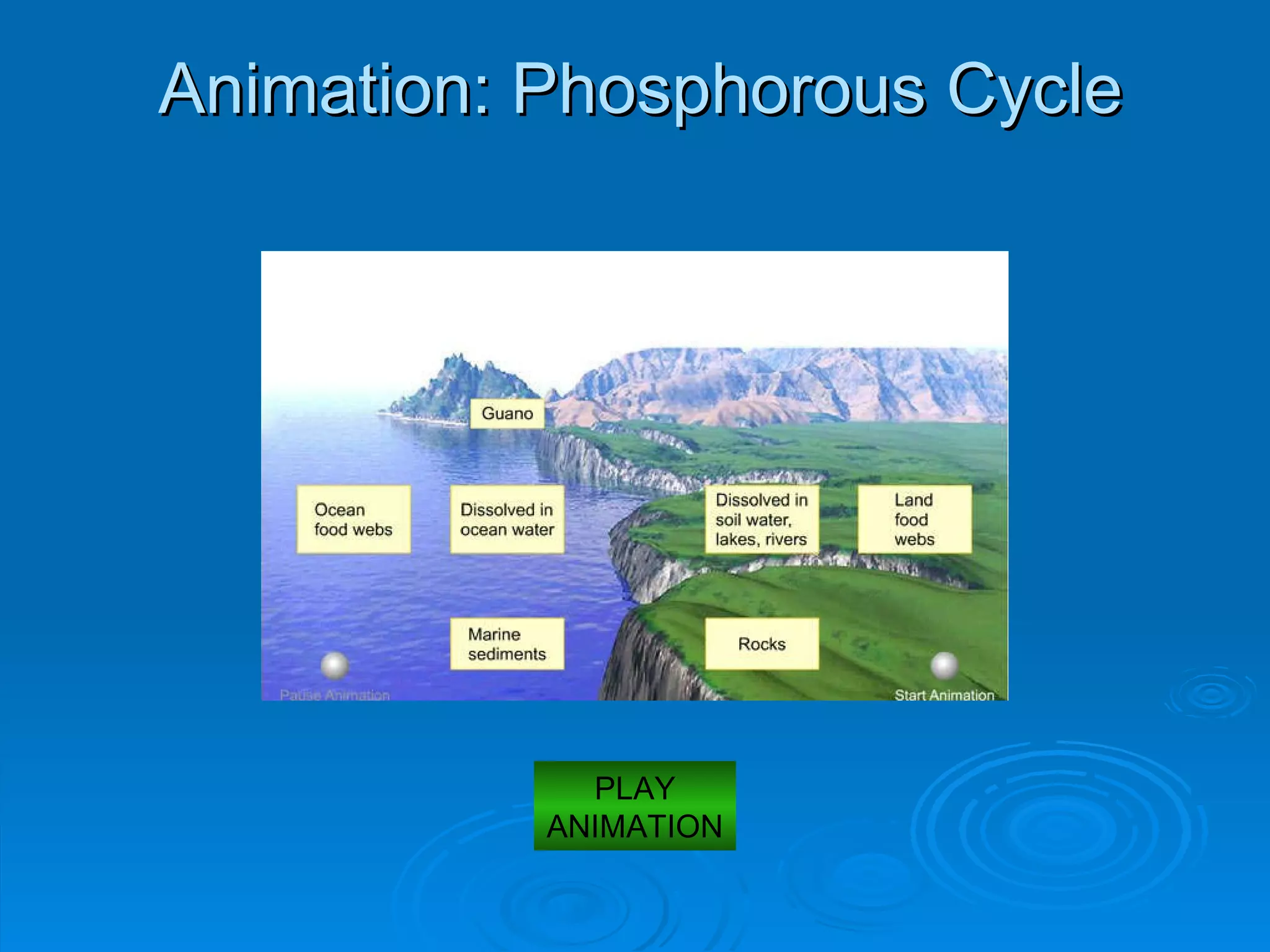 Animation: Phosphorous Cycle PLAY ANIMATION 
