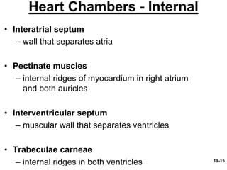 Pectinate Ridges The_Heart_and_Cardiac_Conduction_System_Cardiac_Cycle_2.pdf