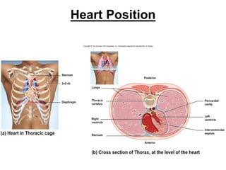 The_Heart_and_Cardiac_Conduction_System_Cardiac_Cycle_2.pdf