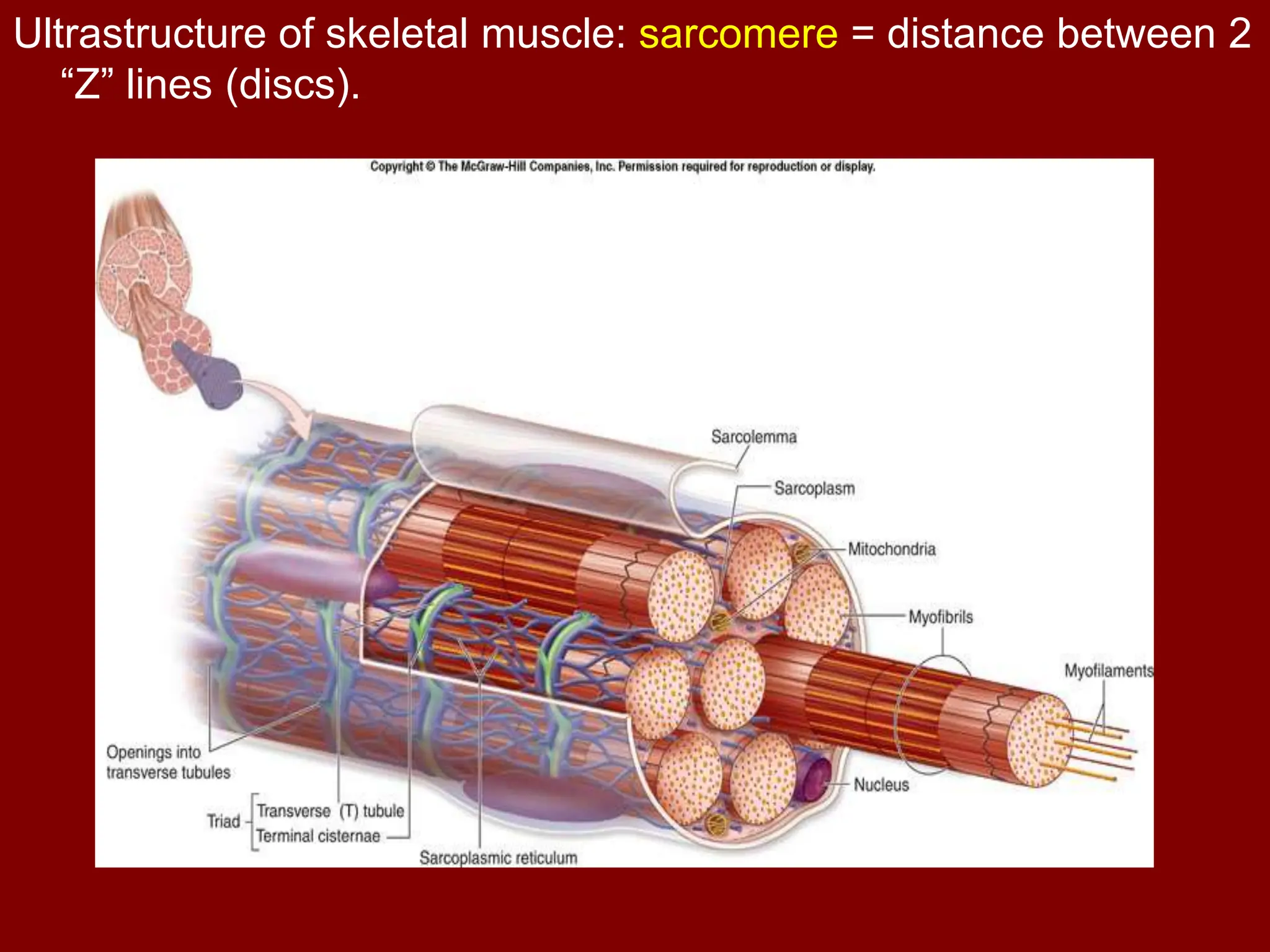 HISTOLOGY CH11 MUSCLE TISSUE | PPT