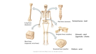 Comprehensive Overview of Bone Tissue and Skeletal System Functions | PPTX