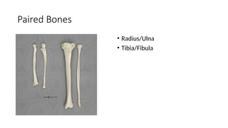 Comprehensive Appendicular Skeleton Model and Bone Identification Guide ...