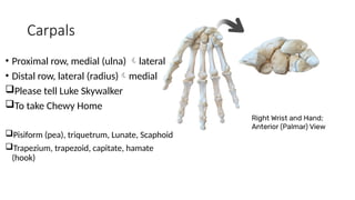 Comprehensive Appendicular Skeleton Model and Bone Identification Guide ...