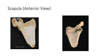Comprehensive Appendicular Skeleton Model and Bone Identification Guide ...