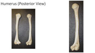 Comprehensive Appendicular Skeleton Model and Bone Identification Guide ...