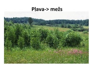 Pļava-> mežs

 