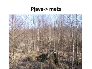Pļava-> mežs

 