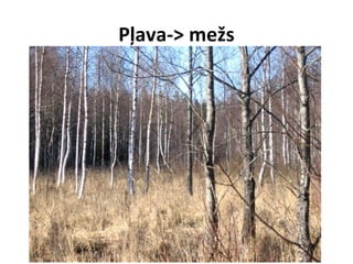 Pļava-> mežs

 