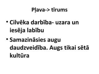 Pļava-> tīrums

• Cilvēka darbība- uzara un
iesēja labību
• Samazināsies augu
daudzveidība. Augs tikai sētā
kultūra

 