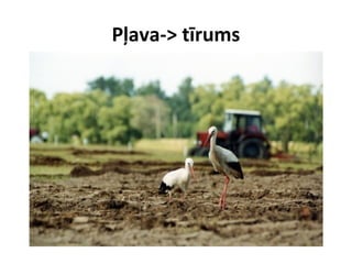 Pļava-> tīrums

 