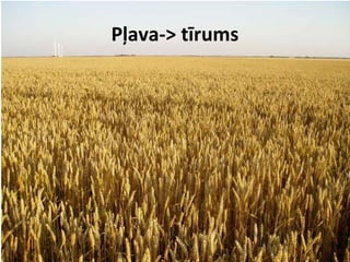 Pļava-> tīrums

 