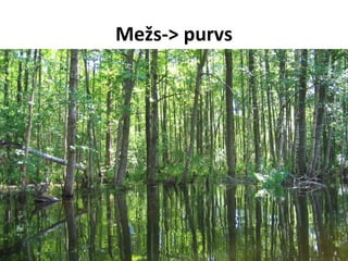 Mežs-> purvs

 