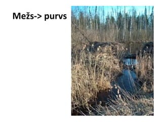 Mežs-> purvs

 