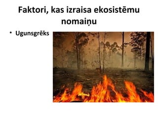 Faktori, kas izraisa ekosistēmu
nomaiņu
• Ugunsgrēks

 