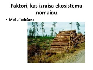 Faktori, kas izraisa ekosistēmu
nomaiņu
• Mežu izciršana

 