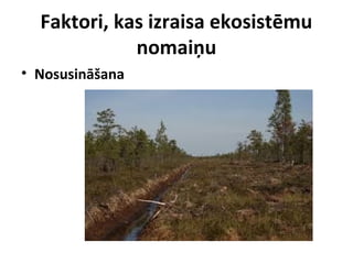 Faktori, kas izraisa ekosistēmu
nomaiņu
• Nosusināšana

 