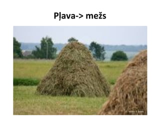 Pļava-> mežs

 