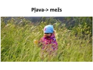 Pļava-> mežs

 