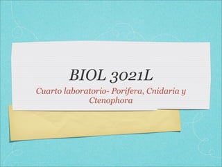BIOL 3021L
Cuarto laboratorio- Porifera, Cnidaria y
             Ctenophora
 
