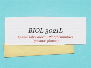 BIOL 3021L
Quinto laboratorio- Platyhelminthes
         (gusanos planos)
 
