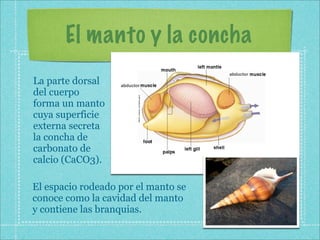 El manto y la concha
La parte dorsal
del cuerpo
forma un manto
cuya superficie
externa secreta
la concha de
carbonato de
calcio (CaCO3).

El espacio rodeado por el manto se
conoce como la cavidad del manto
y contiene las branquias.
 