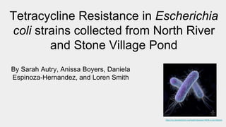 Tetracycline Resistance in Escherichia
coli strains collected from North River
and Stone Village Pond
By Sarah Autry, Anissa Boyers, Daniela
Espinoza-Hernandez, and Loren Smith
https://my.clevelandclinic.org/health/diseases/16638-e-coli-infection
 