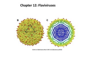 Sirohi et al 2016 Science Mar 31 DOI: 10.1126/science.aaf5316
Chapter 12: Flaviviruses
 