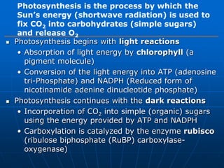  Photosynthesis begins with light reactions
• Absorption of light energy by chlorophyll (a
pigment molecule)
• Conversion of the light energy into ATP (adenosine
tri-Phosphate) and NADPH (Reduced form of
nicotinamide adenine dinucleotide phosphate)
 Photosynthesis continues with the dark reactions
• Incorporation of CO2 into simple (organic) sugars
using the energy provided by ATP and NADPH
• Carboxylation is catalyzed by the enzyme rubisco
(ribulose biphosphate (RuBP) carboxylase-
oxygenase)
Photosynthesis is the process by which the
Sun’s energy (shortwave radiation) is used to
fix CO2 into carbohydrates (simple sugars)
and release O2
 