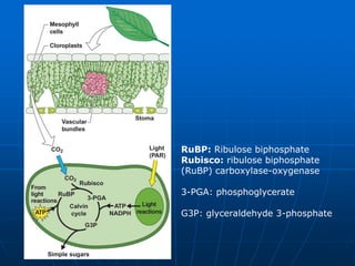 RuBP: Ribulose biphosphate
Rubisco: ribulose biphosphate
(RuBP) carboxylase-oxygenase
3-PGA: phosphoglycerate
G3P: glyceraldehyde 3-phosphate
 