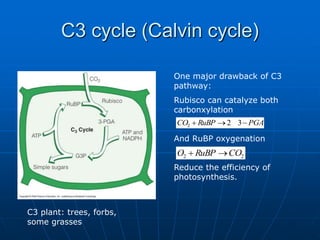One major drawback of C3
pathway:
Rubisco can catalyze both
carbonxylation
And RuBP oxygenation
Reduce the efficiency of
photosynthesis.
C3 cycle (Calvin cycle)
PGA
RuBP
CO 

 3
2
2
C3 plant: trees, forbs,
some grasses
2
2 CO
RuBP
O 

 