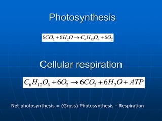 Cellular respiration
ATP
O
H
CO
O
O
H
C 


 2
2
2
6
12
6 6
6
6
Net photosynthesis = (Gross) Photosynthesis - Respiration
2
6
12
6
2
2 6
6
6 O
O
H
C
O
H
CO 


Photosynthesis
 