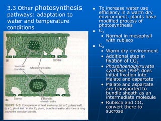  To increase water use
efficiency in a warm dry
environment, plants have
modified process of
photosynthesis
 C3
• Normal in mesophyll
with rubisco
 C4
• Warm dry environment
• Additional step in
fixation of CO2
• Phosphoenolpyruvate
synthase (PEP) does
initial fixation into
Malate and aspartate
• Malate and aspartate
are transported to
bundle sheath as an
intermediate molecule
• Rubisco and CO2
convert there to
sucrose
3.3 Other photosynthesis
pathways: adaptation to
water and temperature
conditions
 