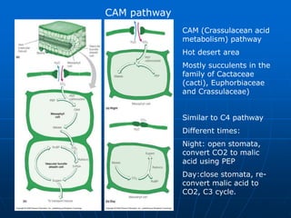 CAM pathway
CAM (Crassulacean acid
metabolism) pathway
Hot desert area
Mostly succulents in the
family of Cactaceae
(cacti), Euphorbiaceae
and Crassulaceae)
Similar to C4 pathway
Different times:
Night: open stomata,
convert CO2 to malic
acid using PEP
Day:close stomata, re-
convert malic acid to
CO2, C3 cycle.
 