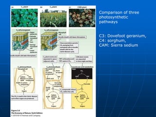 Comparison of three
photosynthetic
pathways
C3: Dovefoot geranium,
C4: sorghum,
CAM: Sierra sedium
 