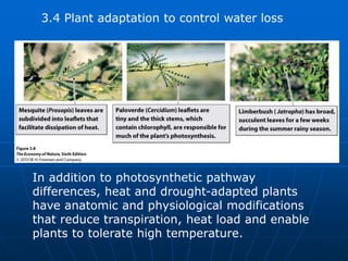 3.4 Plant adaptation to control water loss
In addition to photosynthetic pathway
differences, heat and drought-adapted plants
have anatomic and physiological modifications
that reduce transpiration, heat load and enable
plants to tolerate high temperature.
 