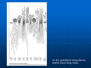 In dry grassland ecosystems,
plants have long roots
 