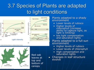 3.7 Species of Plants are adapted
to light conditions
 Plants adapted to a shady
environment
• Lower levels of rubisco
• Higher levels of
chlorophyll (increase
ability to capture light, as
light is limiting)
• low light compensation
and saturation lights
 Plants adapted to a full sun
environment
• Higher levels of rubisco
• Lower levels of chlorophyll
• High compensation and
saturation lights
 Changes in leaf structure
evolve
Red oak
leaves at
top and
bottom of
canopy
Light intensity
 