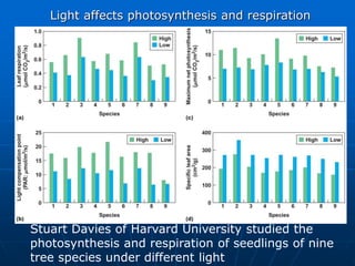 Stuart Davies of Harvard University studied the
photosynthesis and respiration of seedlings of nine
tree species under different light
Light affects photosynthesis and respiration
 
